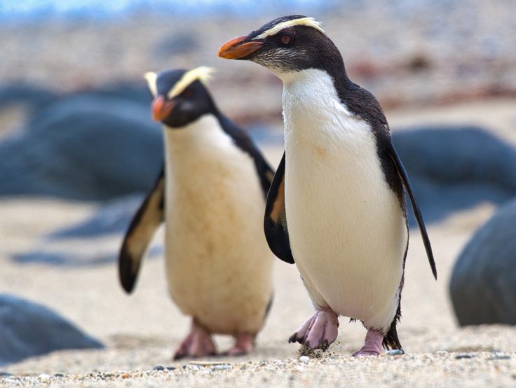 Fiordland crested penguins