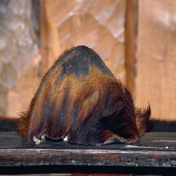 The Yeti Scalp of Khumjung – Khumjung, Nepal - Atlas Obscura