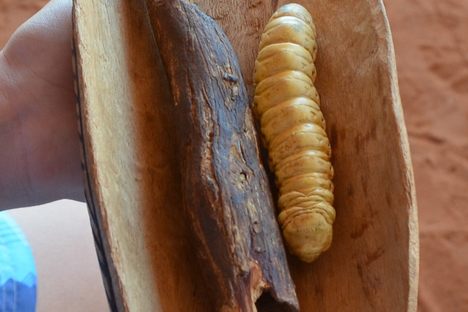 Witchetty Grubs