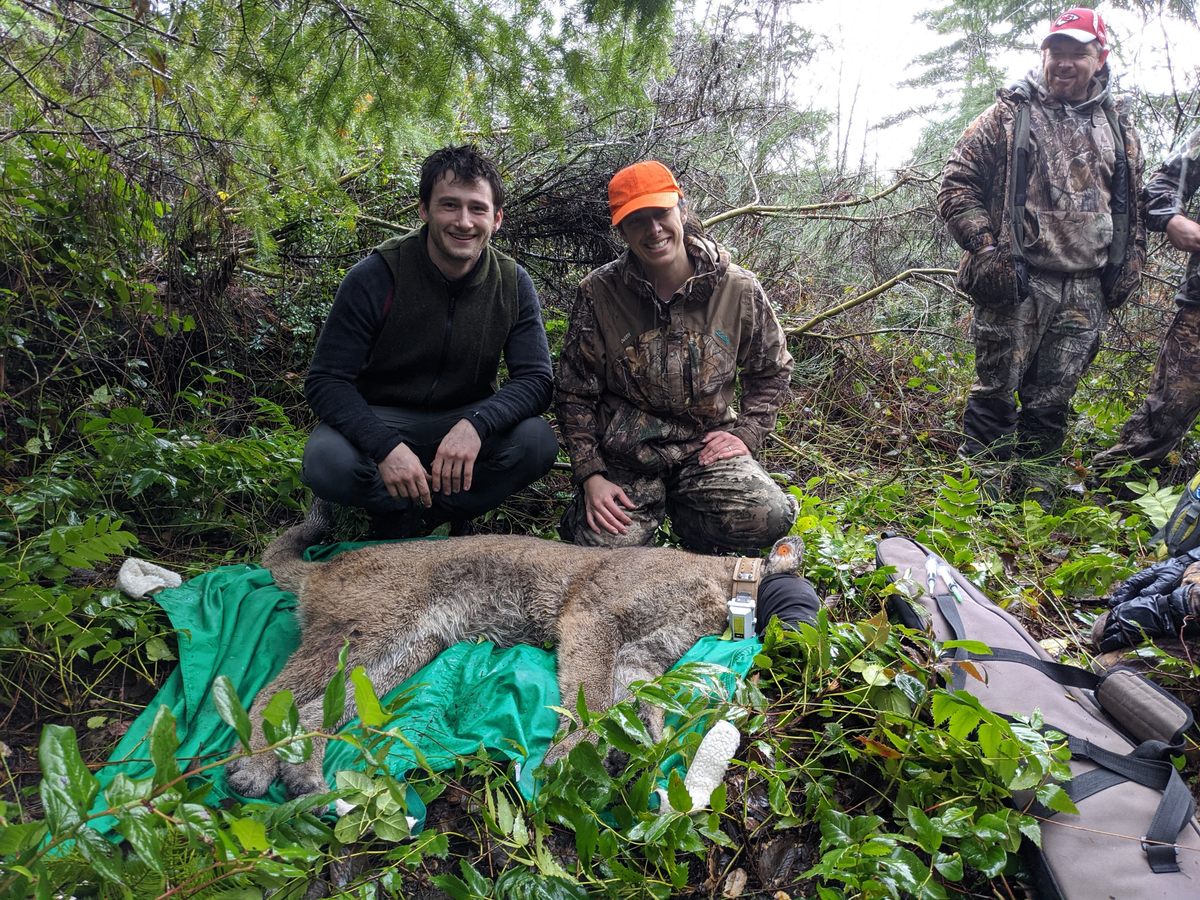 Researchers collared a tranquilized M161 when he was about 18 months old as part of Panthera's Olympic Cougar Project on Washington's Olympic Peninsula.