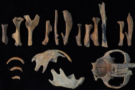 These muskrat bones were found among hundreds of other bones on the Bayly property. Muskrat remains popular in Dorchester County.