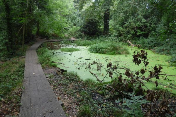The algae-filled pond of Moseley Bog.