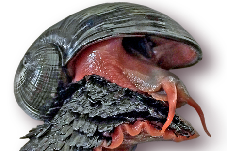 The scaly-foot snail was recently rebranded the "sea pangolin."
