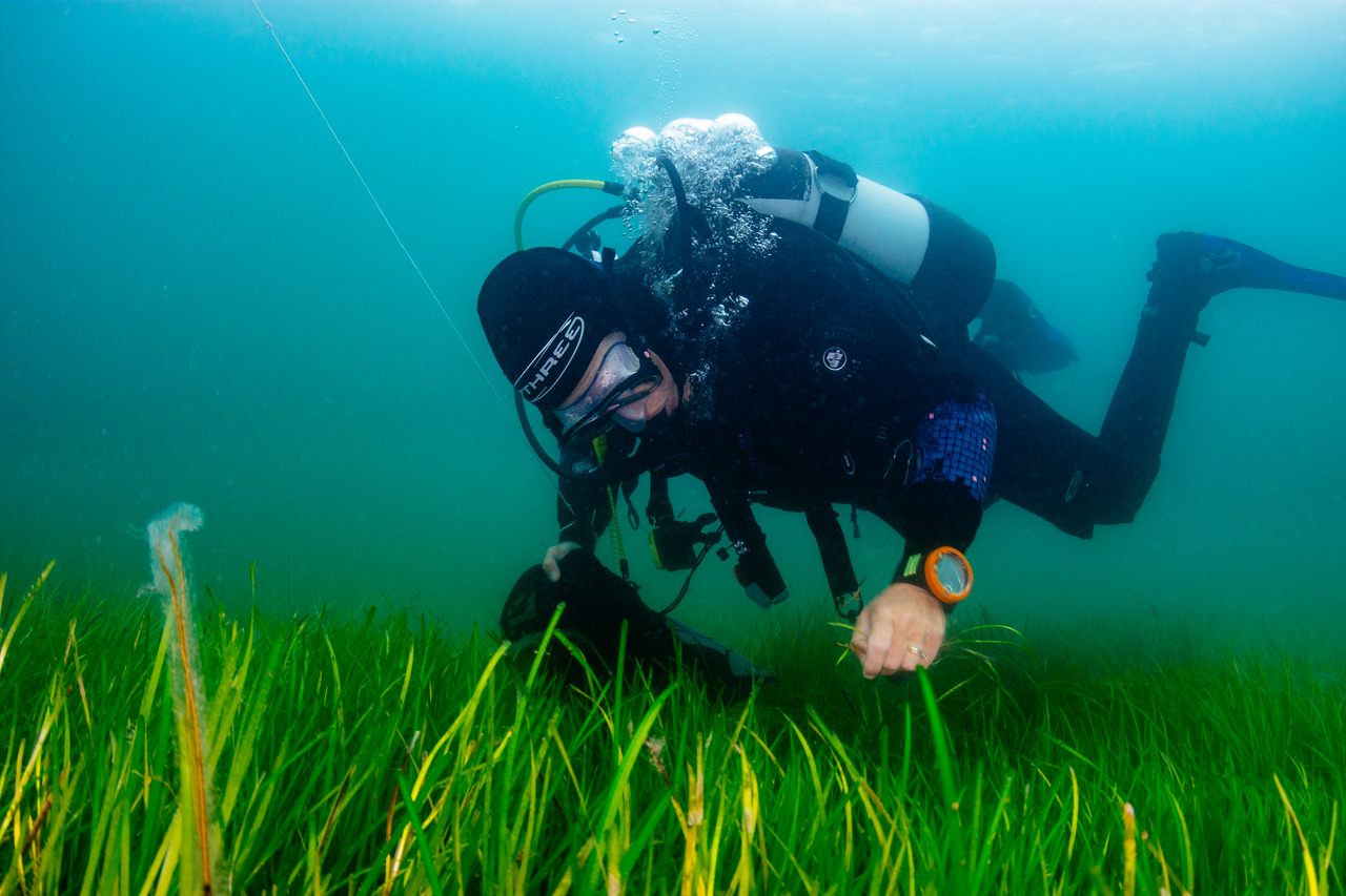 A volunteer scuba diver gathers seeds from the seabed in Porthdinllaen, Wales.