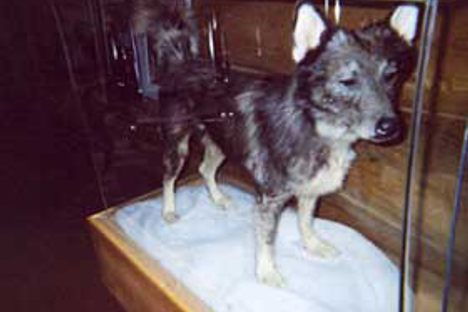 Togo the Wonder Dog. (Creative Commons)