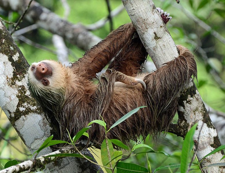 Sloths: Cute or Disgusting? - Atlas Obscura
