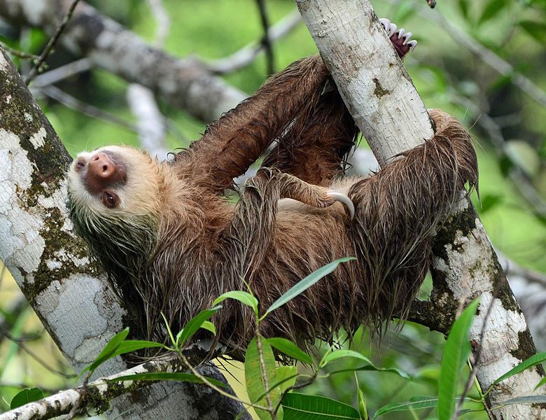 sloths