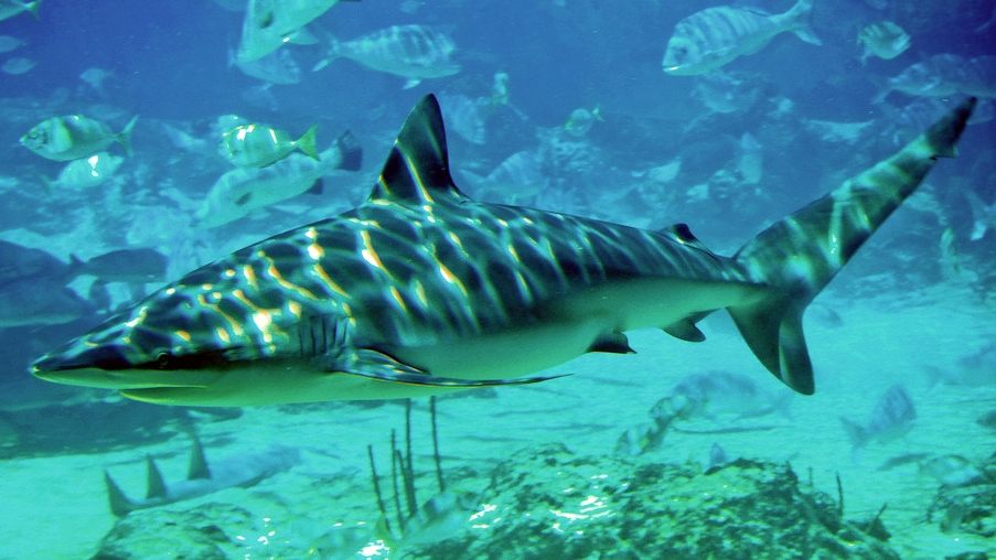 An example of a dusky shark.