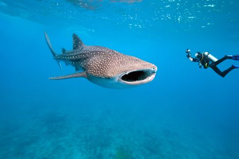 The People Who Suffer From Thalassophobia, or Fear of the Sea