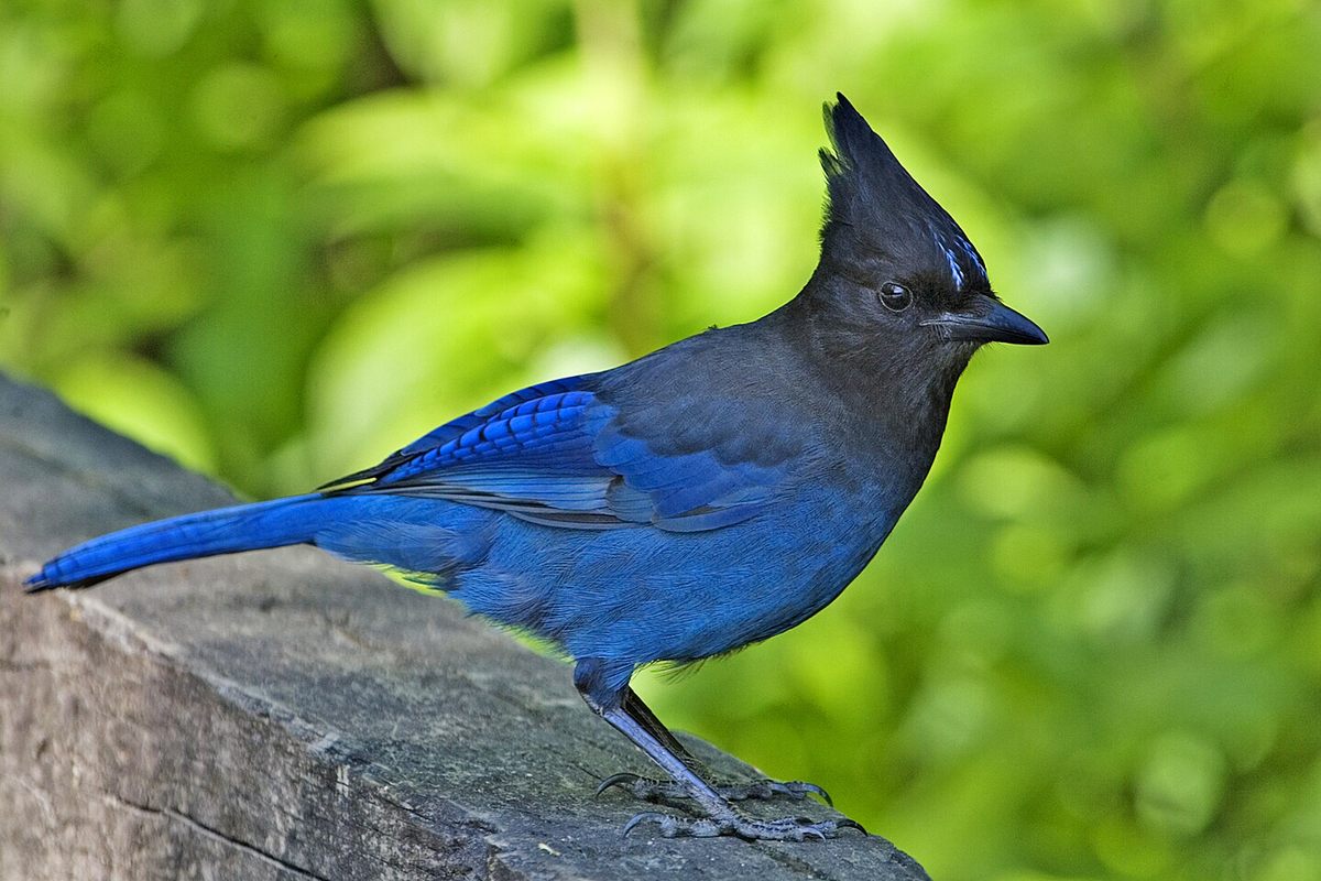 Steller's jay is another bird that will be renamed, likely to denote its vivid color or loud calls. 