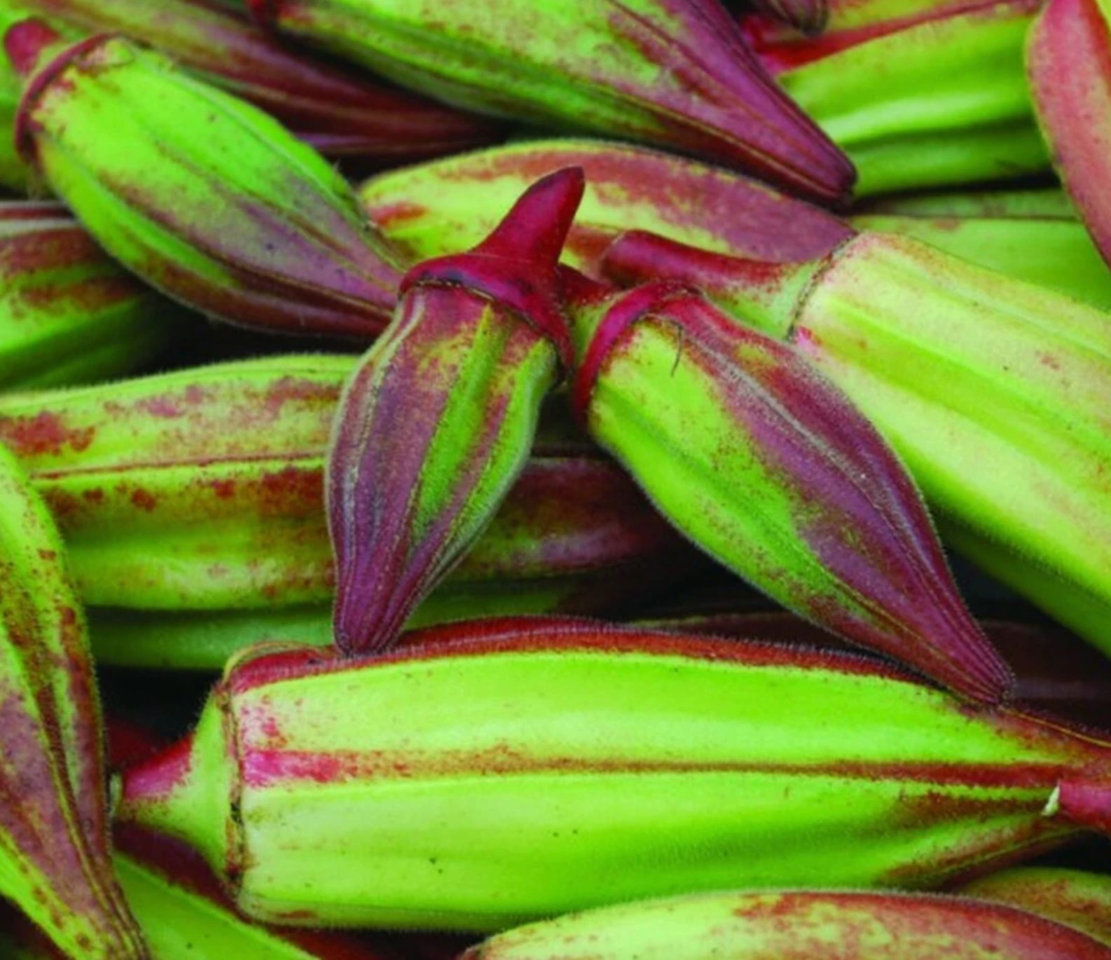 Hill country red okra, a Texas heirloom.