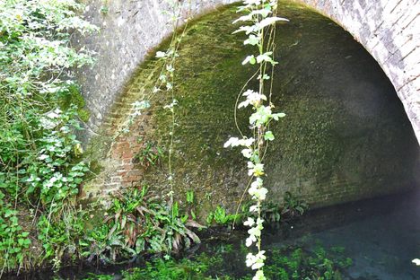 Greywell Tunnel over clear springs