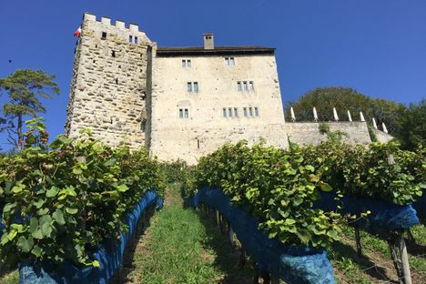 Habsburg Castle from the vineyard on the east side.