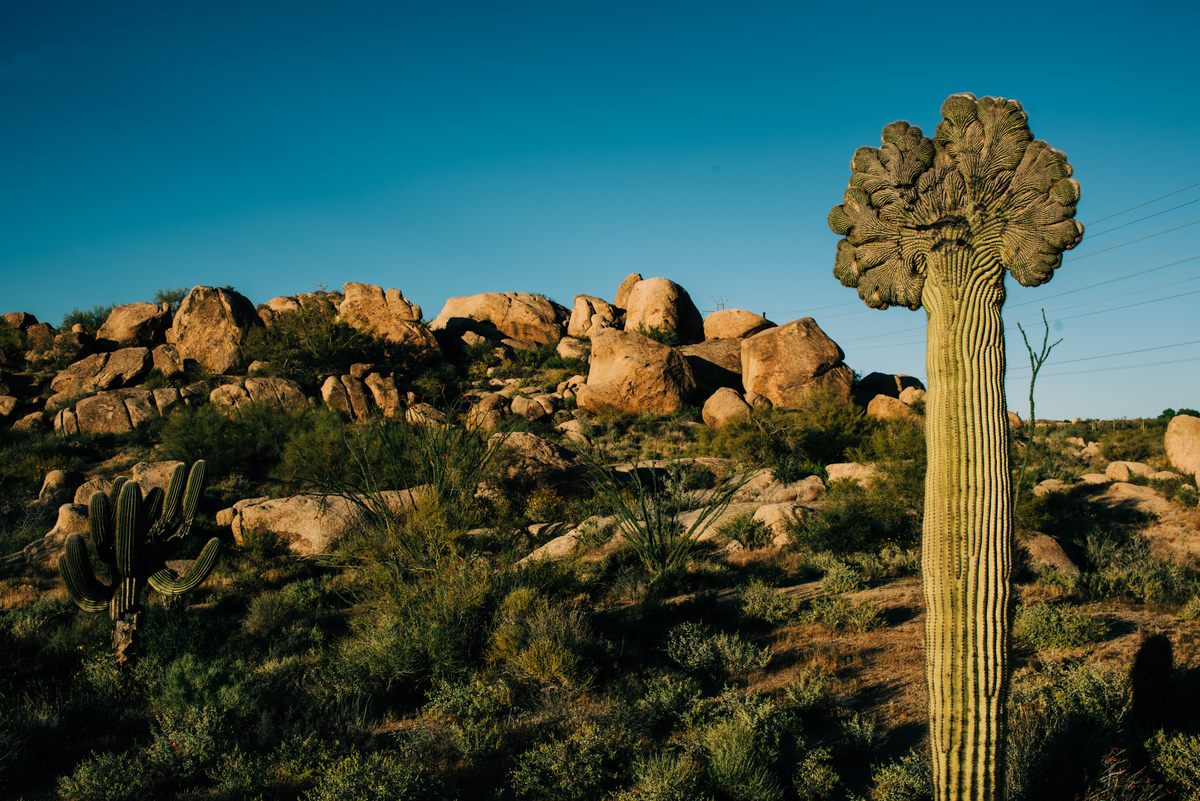 "Wichita Lineman" guards a nature preserve outside Scottsdale.
