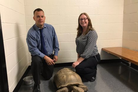 The returned tortoise, with the NYPD detectives that helped find him.