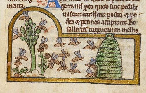 This illustration from a Medieval manuscript shows bees returning to a skep hive.