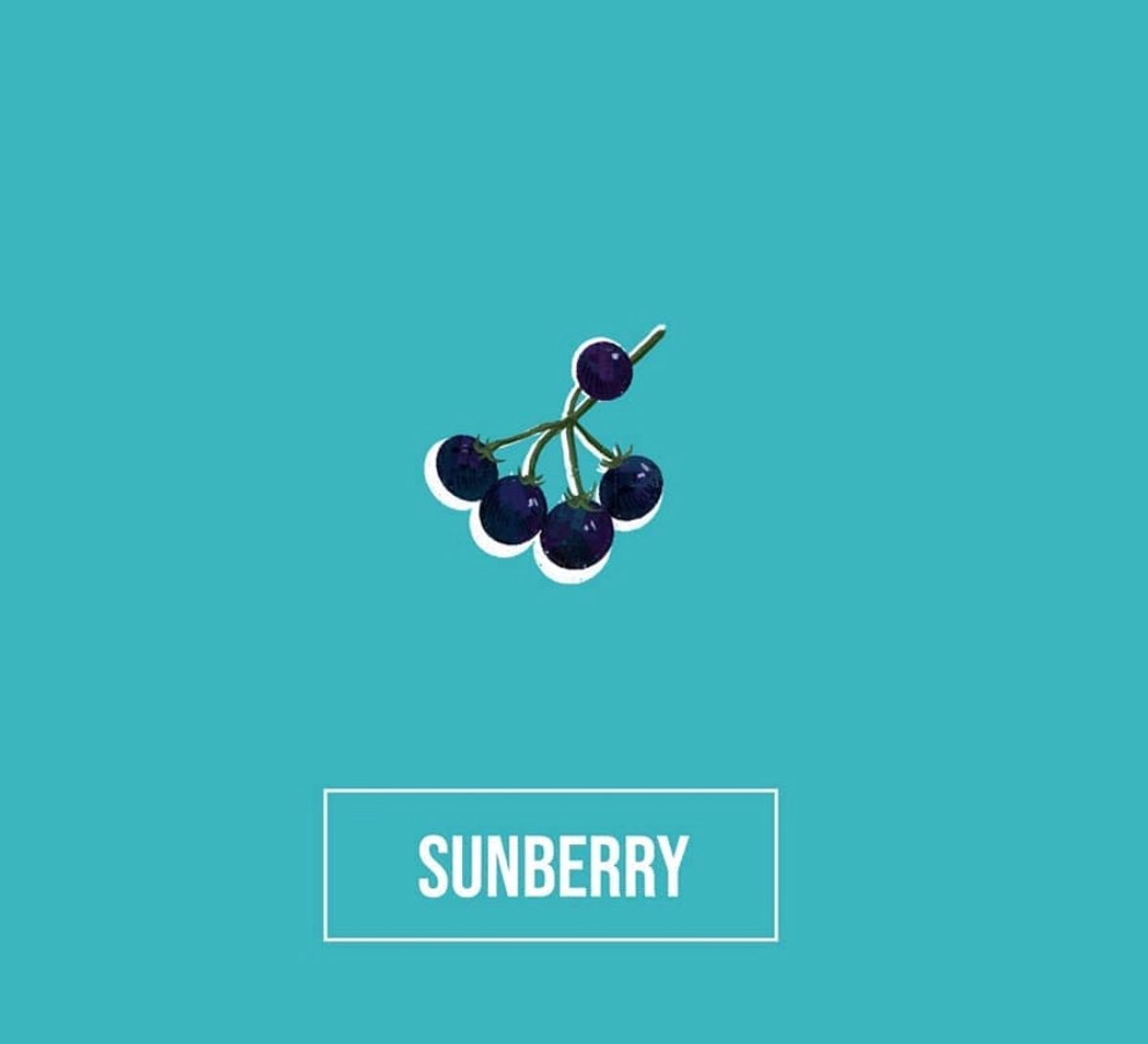 Muralidharan's grandmother used to grow sunberries in his childhood backyard.