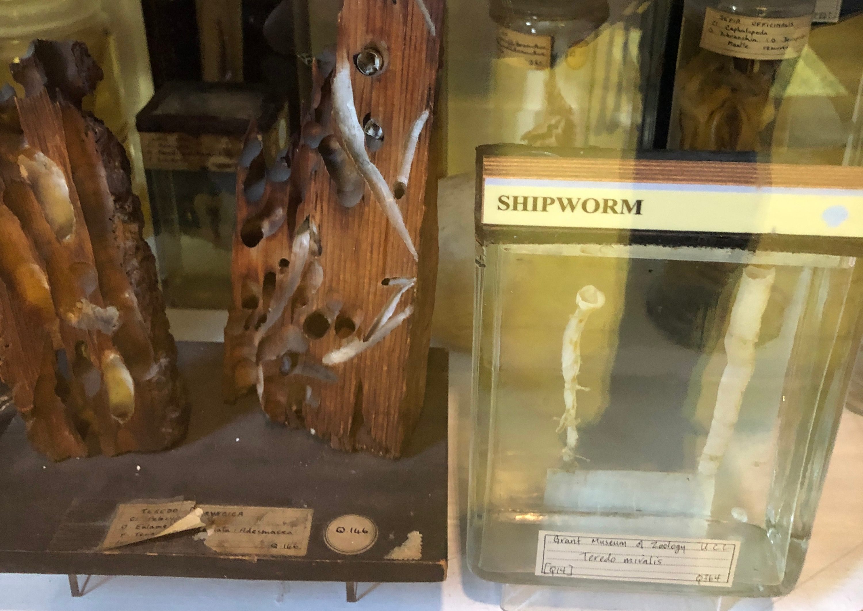 The Grant Museum's shipworm specimens alongside bored wood.