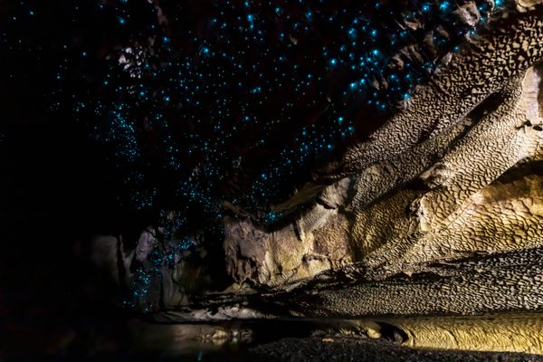 Glowworms in Waipu Cave