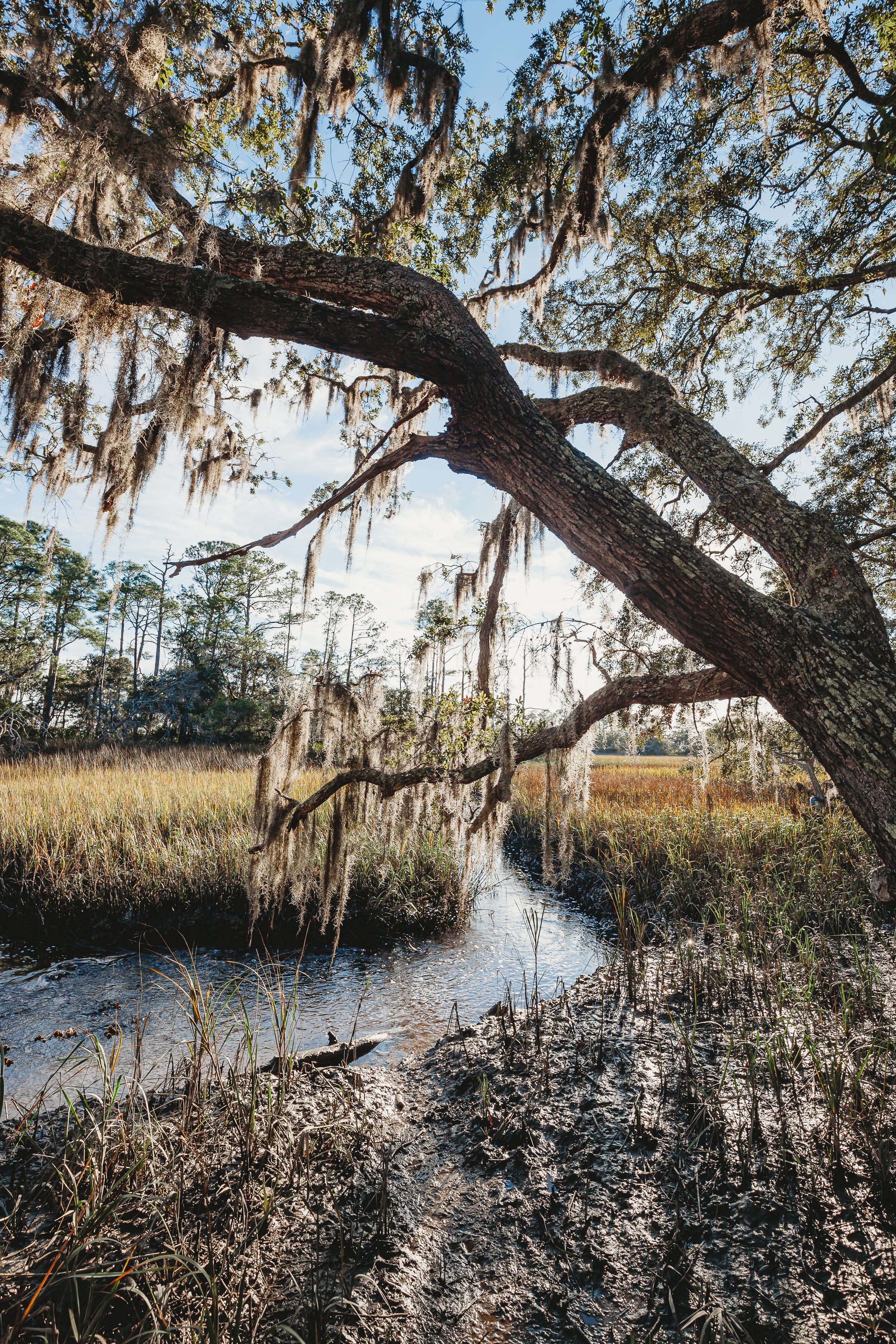 Marshes at High Bluff Trail.