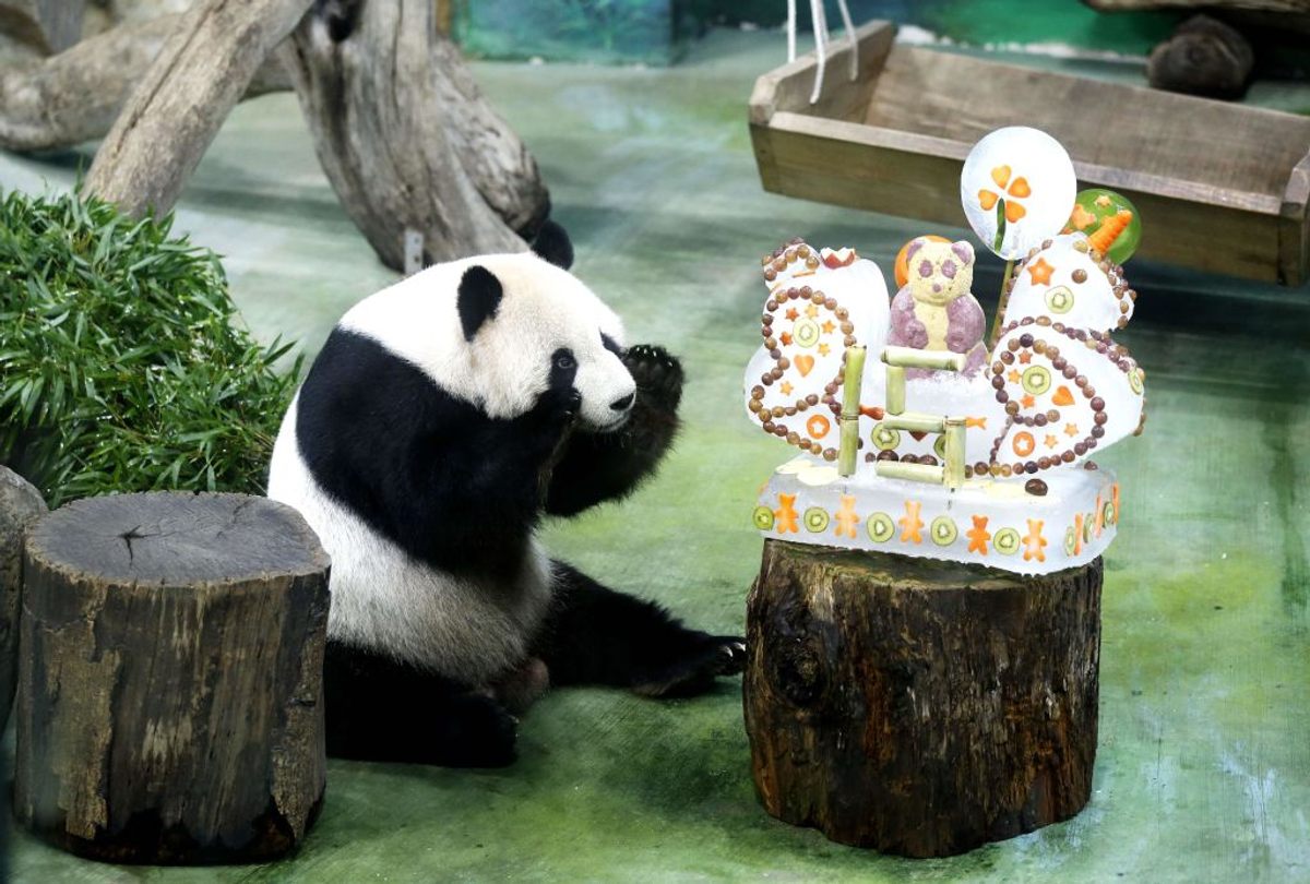 In 2019, the giant panda Tuan Tuan was served this colorful birthday cake at the Taipei Zoo.