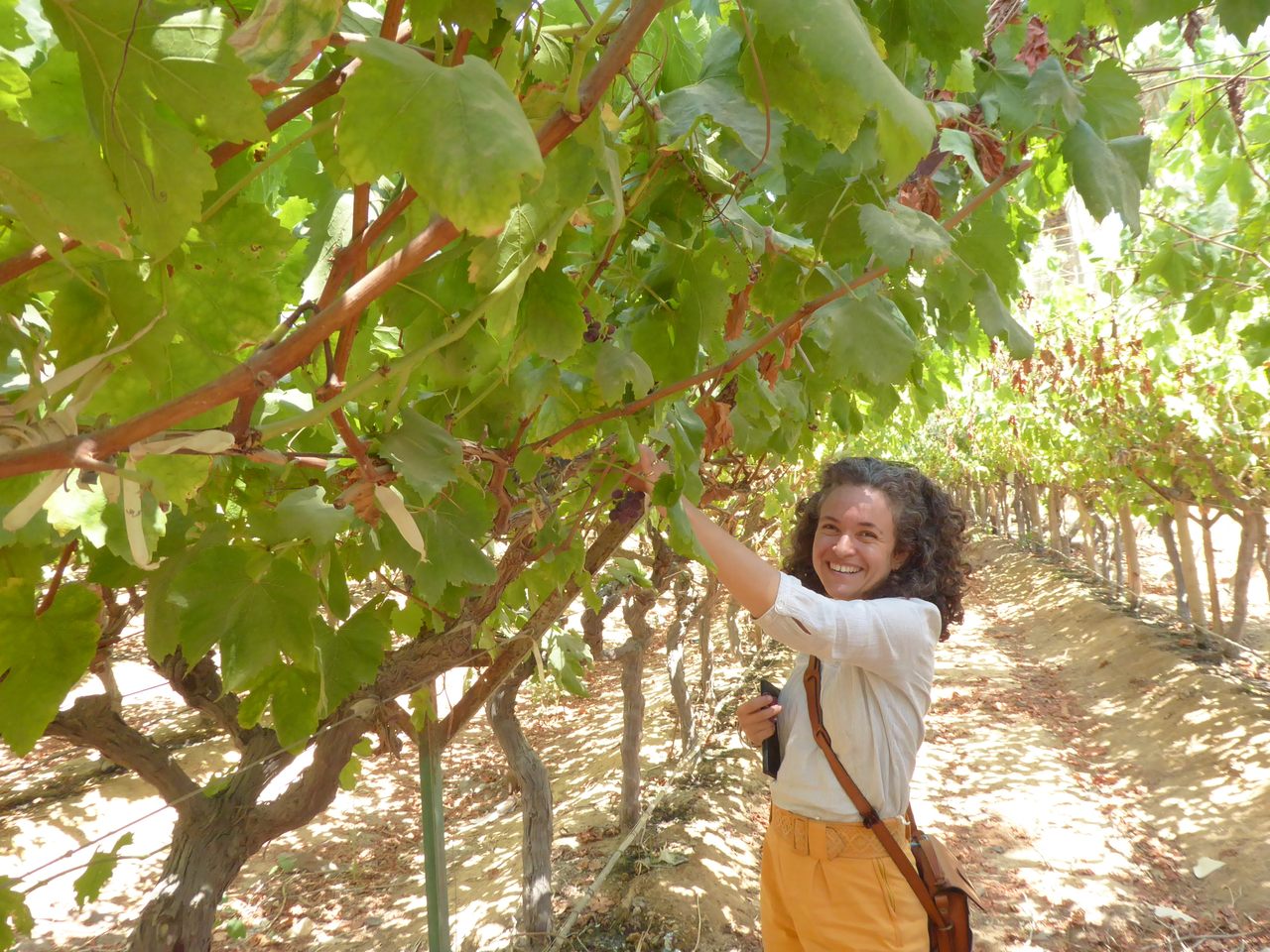 For her Ph.D. research, El Dorry worked on a medieval site where the remains of grapes from wine-making were discovered.