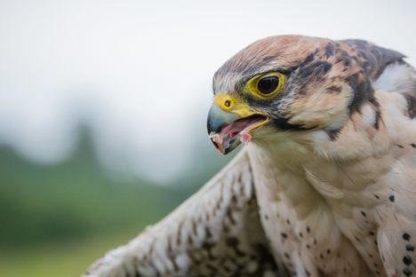 A peregrine falcon who just had lunch.