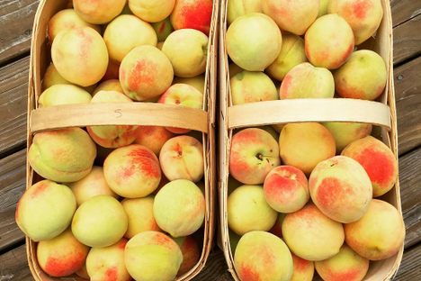 Belle of Georgia Peach
