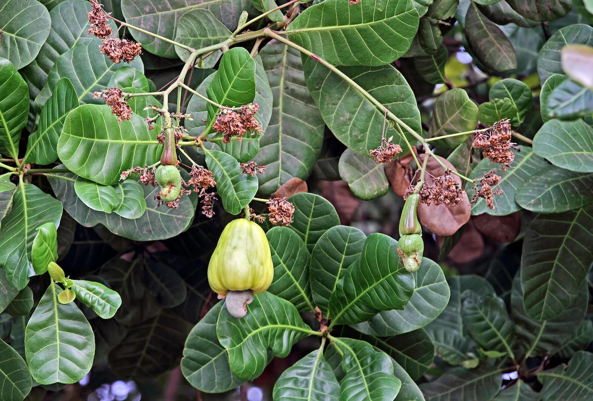 A cashew tree in Goa, India.