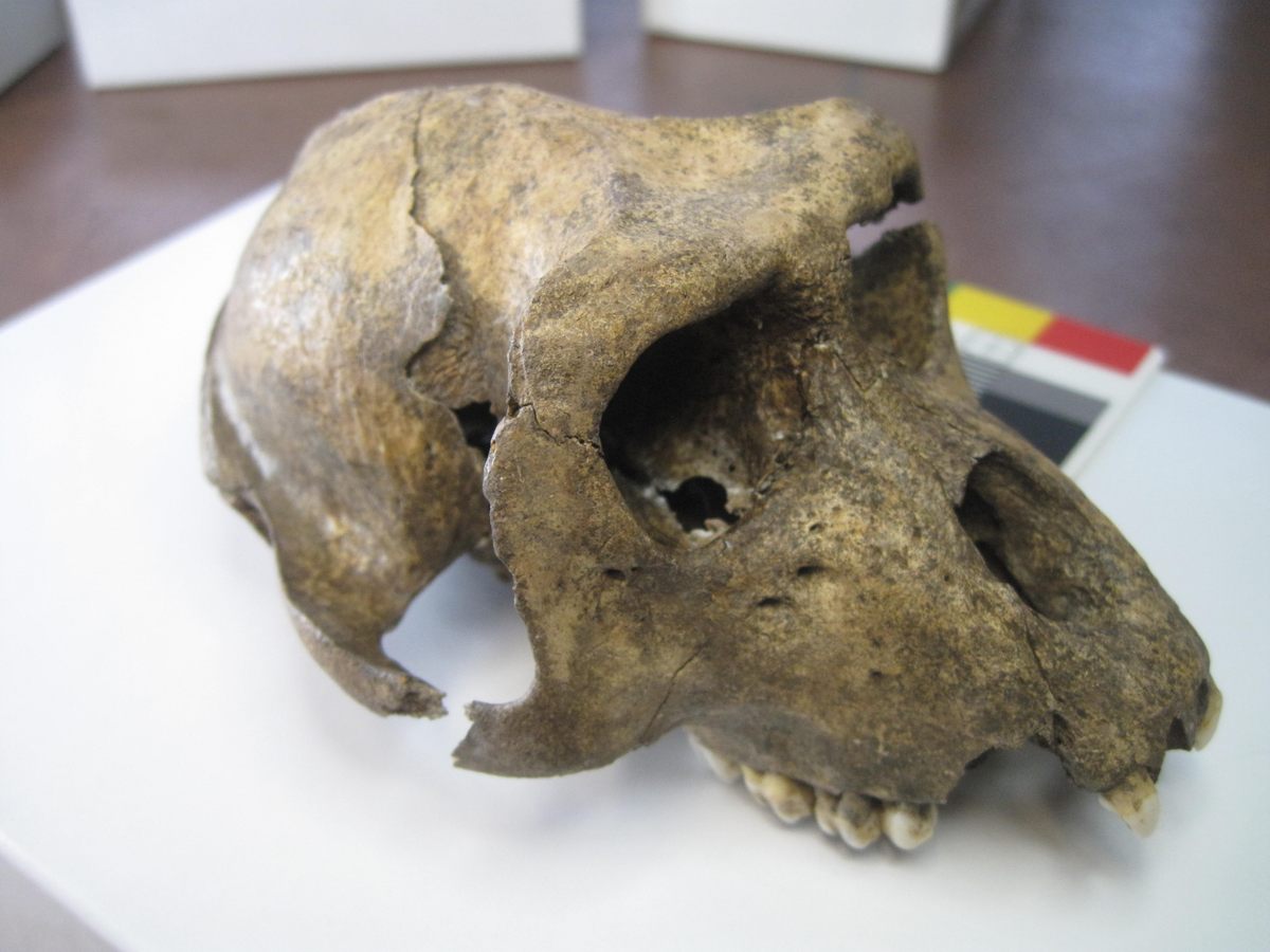 The Barbary macaque skull found on the site. It's unknown whether the monkey was eaten, or merely a party guest.