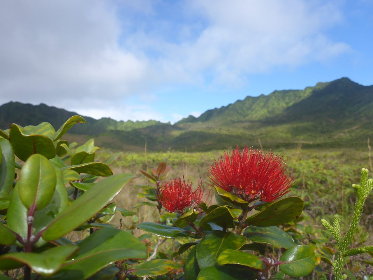 Flowers of the evergreen ʻōhiʻa lehua unfurl at restored Kanaele.