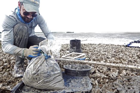 Paleontologist Stephen Durham closes up a bag of oyster samples on the Florida coast, where conservationists are preparing for the future by reconstructing the past.