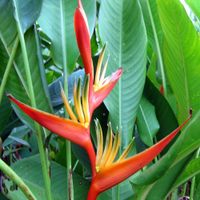 Profile image for Heliconia