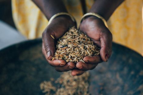 Grains of different varieties of rice that have broken away from their panicles.