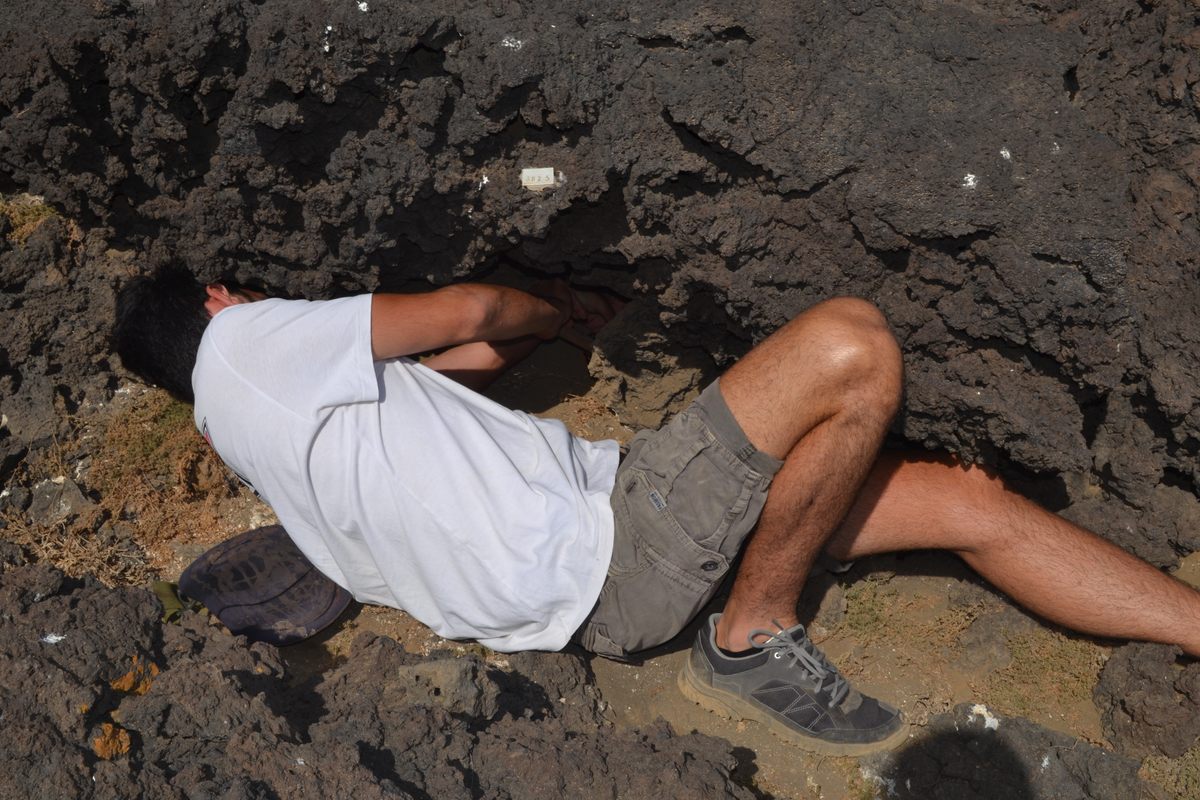 A native of Linosa who joined his family's annual egg hunt as a child, researcher Dario D'Emanuele now monitors the seabird nests.