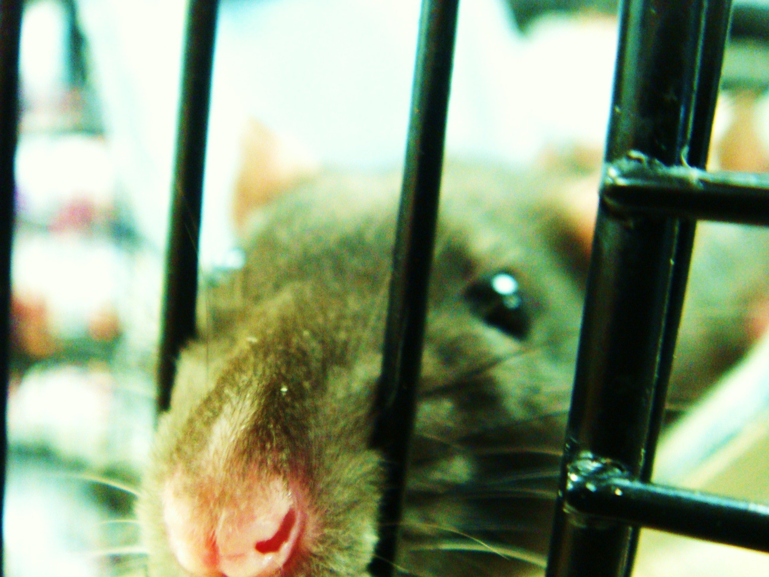 Choosing a Rat Cage — Rat Emporium Toronto