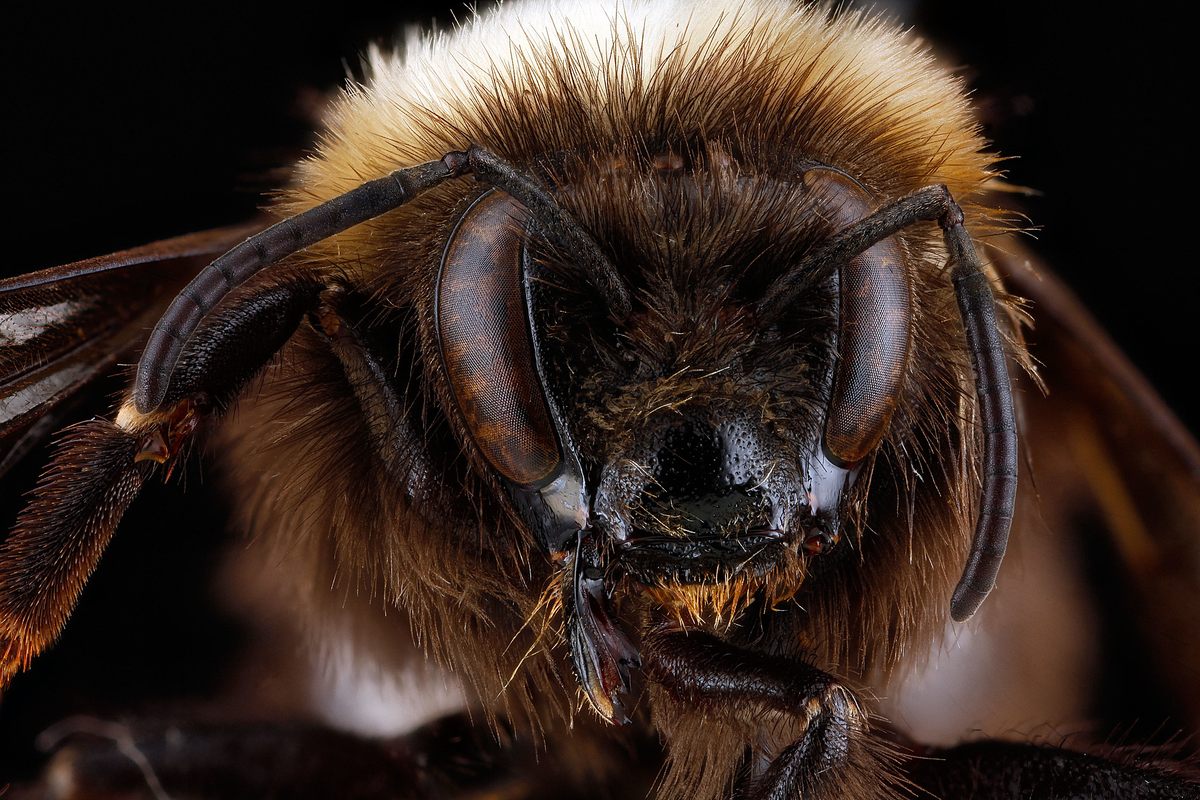 Where do Bumble Bee Queens Overwinter? Participate in Queen Quest