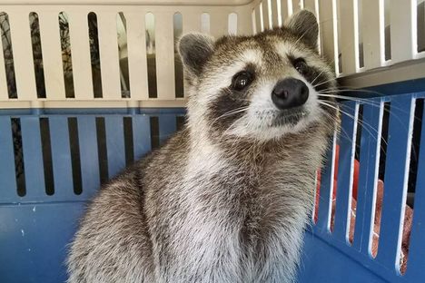 A Raccoon Broke Into a Car to Give Birth
