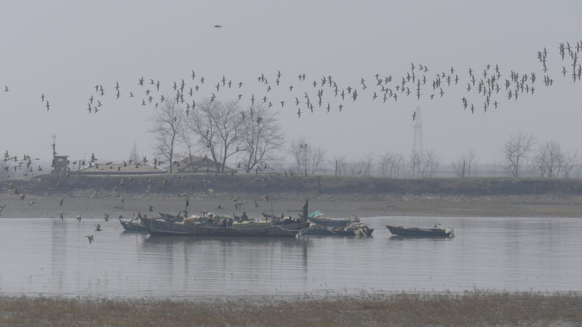 The mudflats of the Yellow Sea are home to a range of avian life.