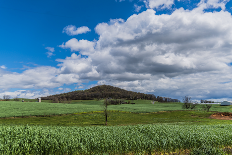 Mole Hill
