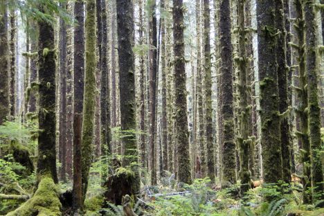 Olympic National Park: Hoh Rainforest.