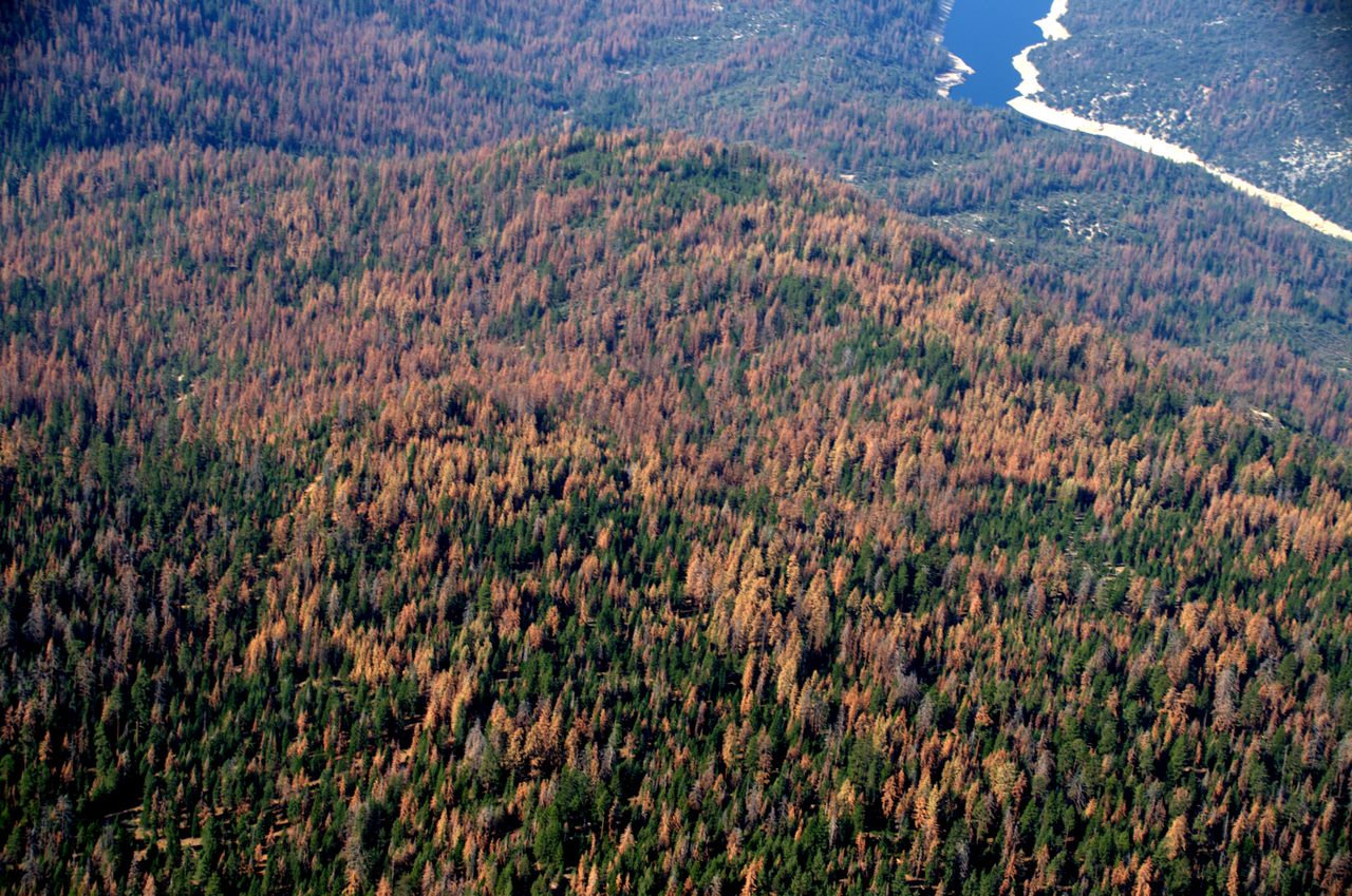 A Sierra Nevada forest in August 2016, following several years of severe drought.