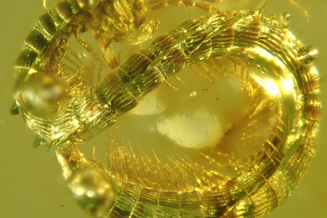 The many-legged millipede, locked away in amber.