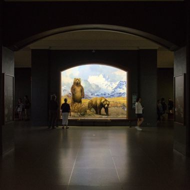 Hall of North American Mammals