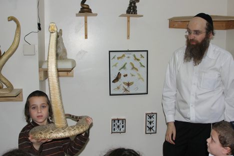 Torah Animal World