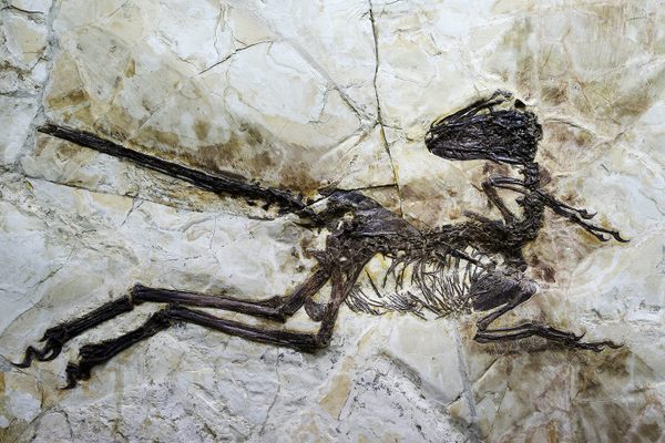 A raptor, genus <em>Zhenyuanlong</em>.