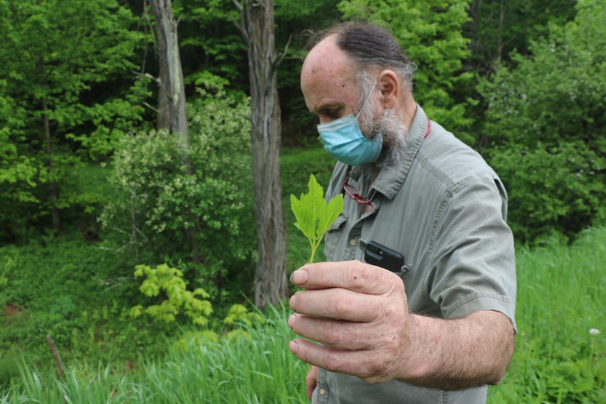 Les Hook with the greens of Angelica, a plant that can be used to make tea and flavor fish, poultry, and soups. Its stems can be prepared like asparagus.