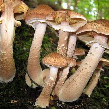 Some of the "Humongous Fungus"