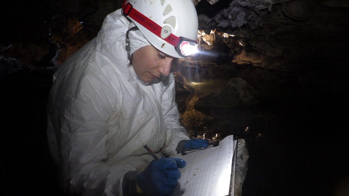 Etchison and the other biologists wear disposable tivek suits to avoid spreading white-nose.