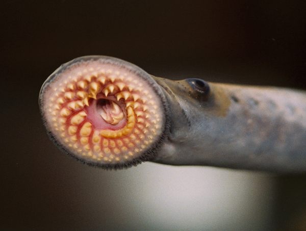 Sea Lampreys, Long Reviled, Are Finally Getting Some Respect - Atlas Obscura